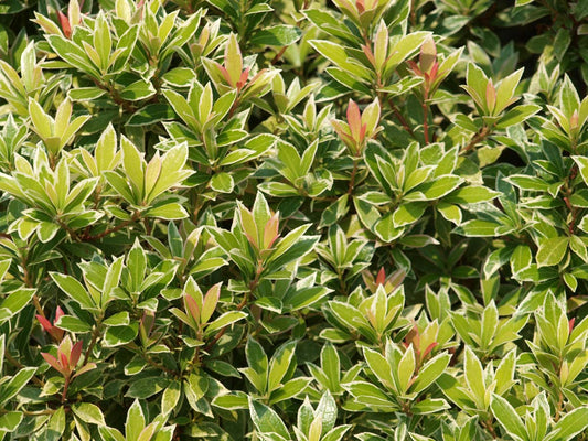 Pieris japonica 'Variegata'