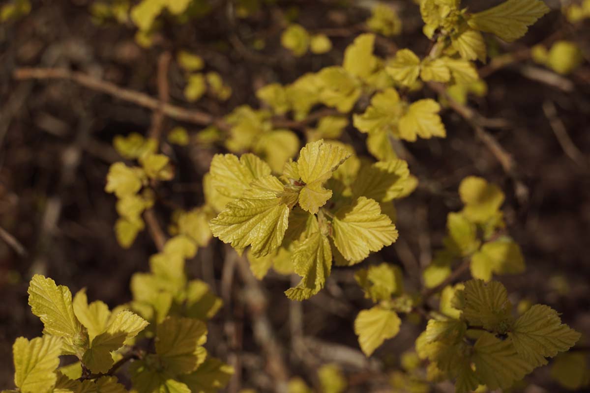 Physocarpus opulifolius 'Dart's Gold' meerstammig / struik