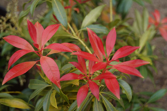 Pieris 'Forest Flame' Tuinplanten