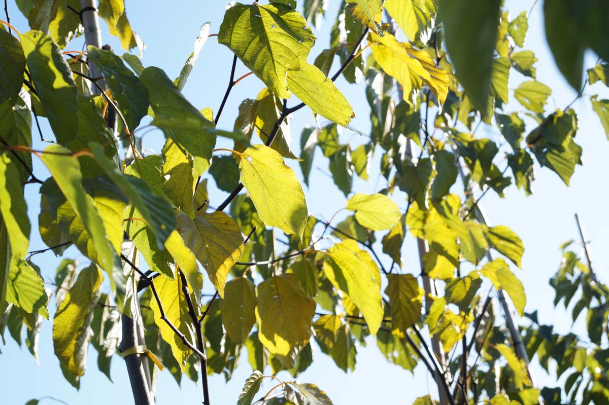 Poliothyrsis sinensis meerstammig / struik