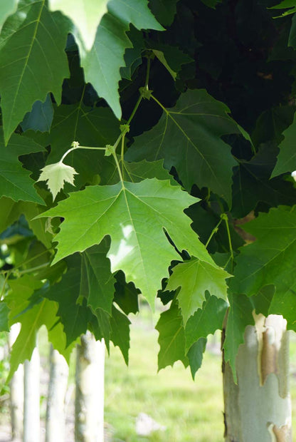 Platanus hispanica leiboom