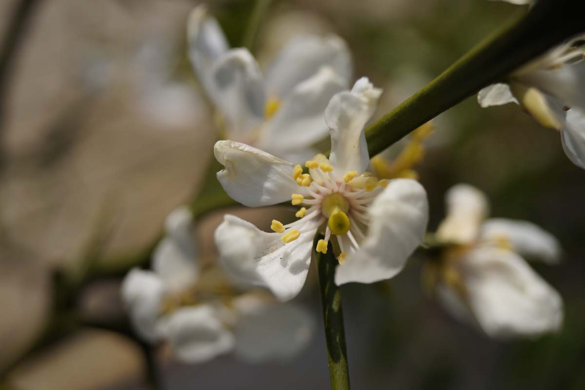 Citrus trifoliata op stam bloem