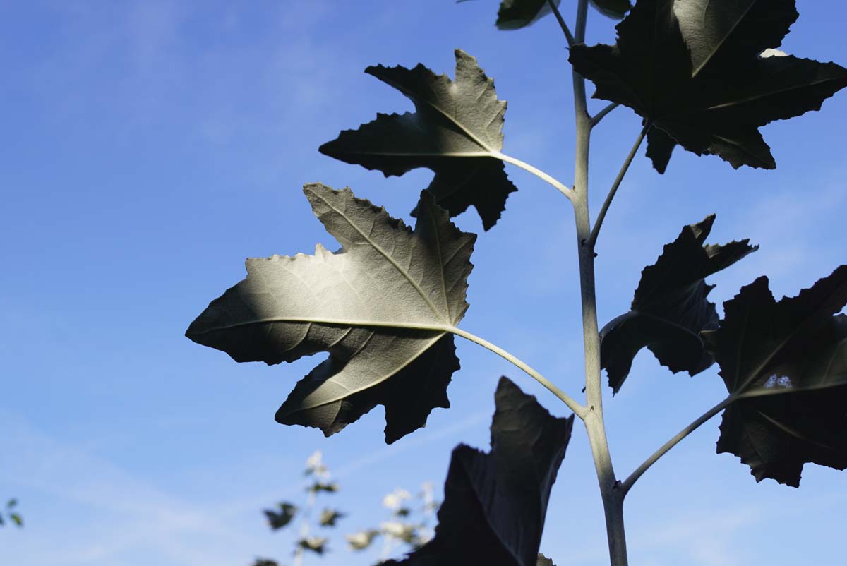 Populus alba op stam blad