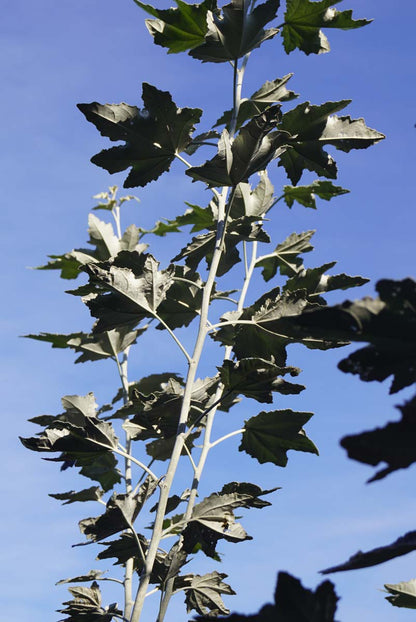 Populus alba op stam twijg