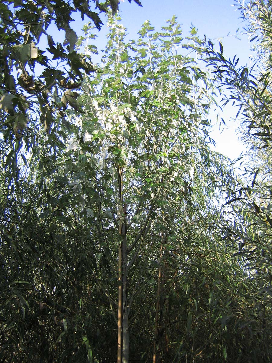 Populus alba 'Raket' op stam