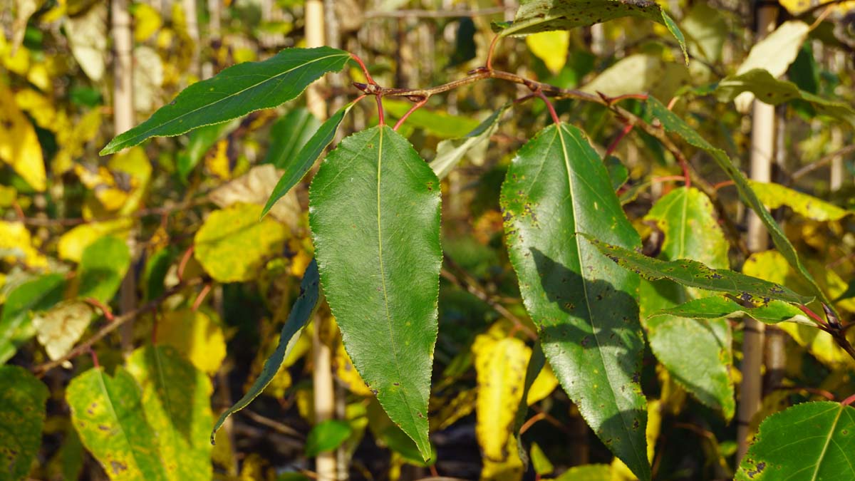 Populus balsamifera op stam