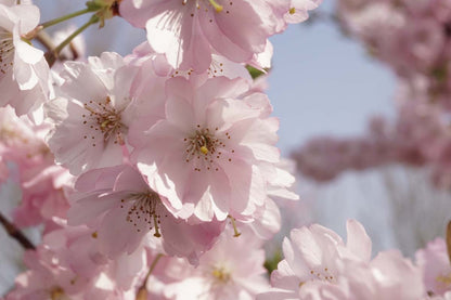 Prunus 'Accolade' solitair