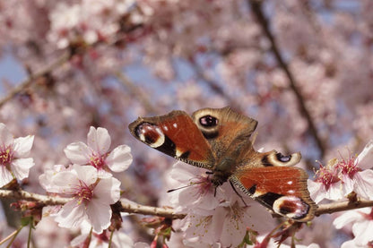 Prunus incisa 'Cunera' meerstammig / struik