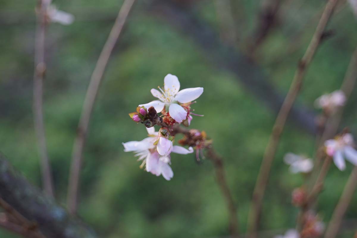 Prunus incisa 'February Pink' Tuinplanten bloem