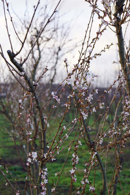 Prunus incisa 'February Pink' Tuinplanten twijg