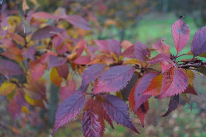 Prunus incisa 'Fujiyama' meerstammig / struik