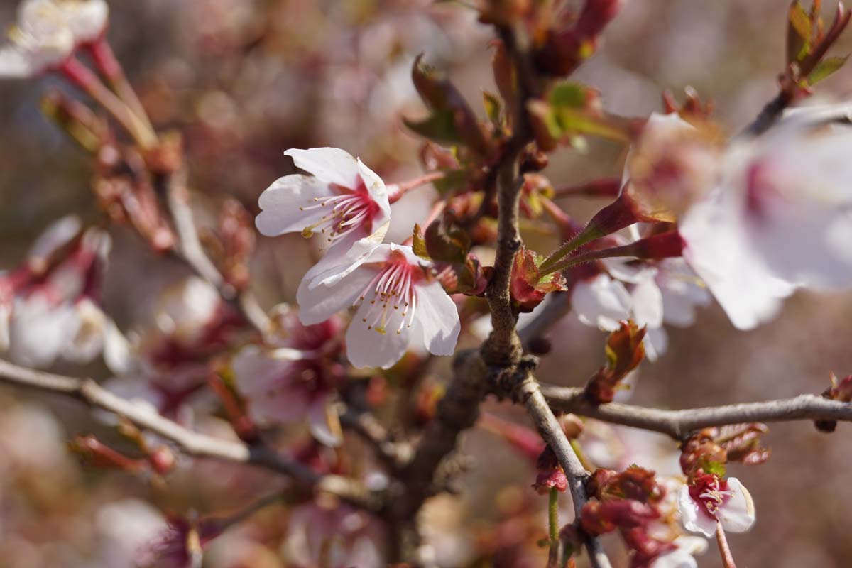 Prunus incisa 'Kojou-no-mai' op stam