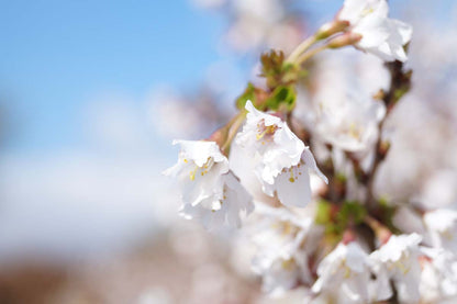 Prunus incisa 'Oshidori' meerstammig / struik