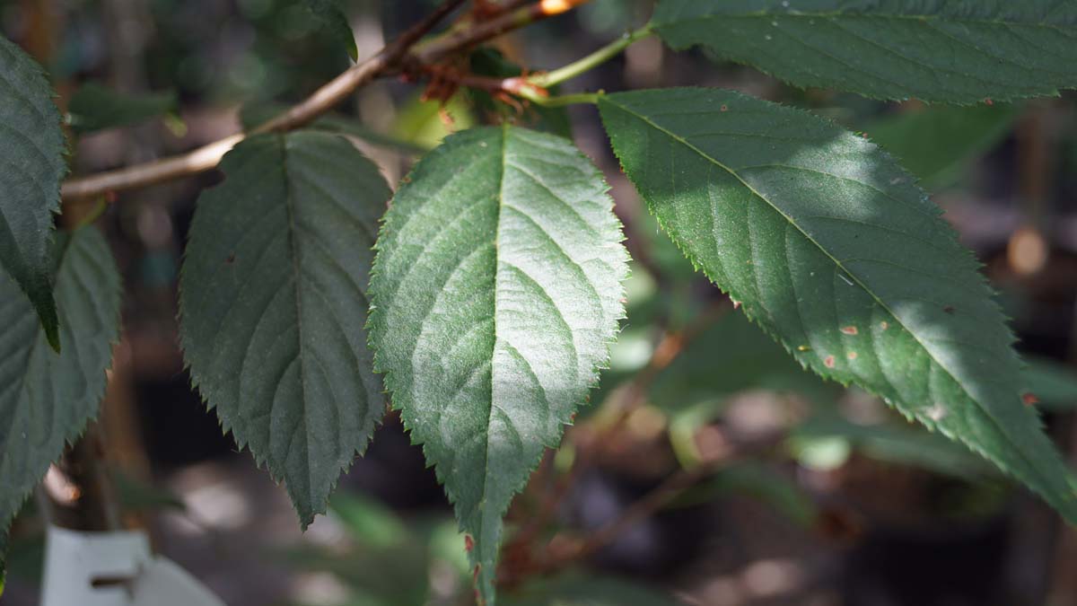 Prunus 'Kursar' op stam