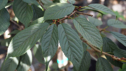 Prunus 'Kursar' op stam