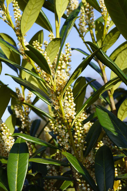 Prunus laurocerasus leiboom