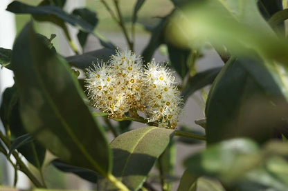 Prunus laurocerasus 'Herbergii' Tuinplanten bloem