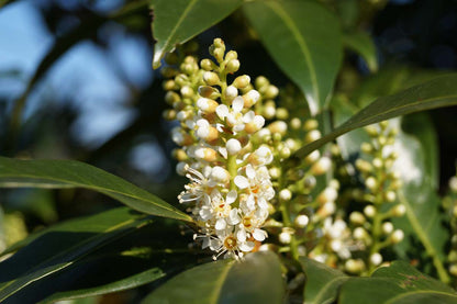 Prunus laurocerasus 'Herbergii' Tuinplanten bloem