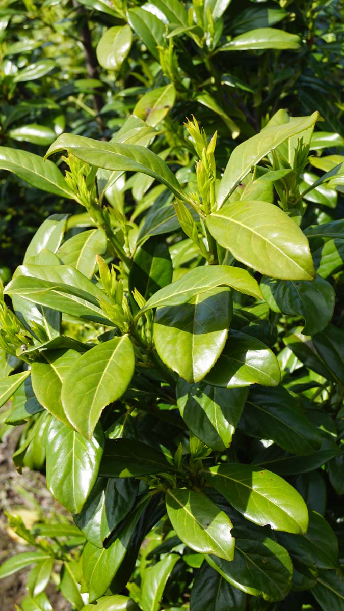 Prunus laurocerasus 'Herbergii' Tuinplanten blad