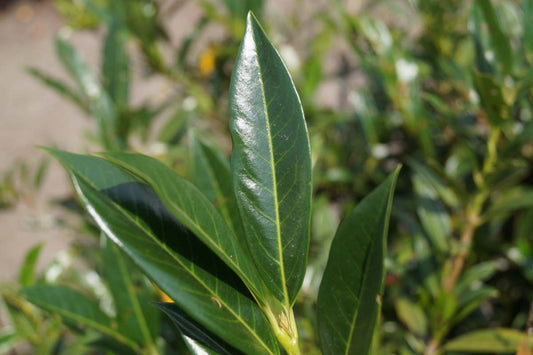 Prunus laurocerasus 'Otto Luyken' Tuinplanten