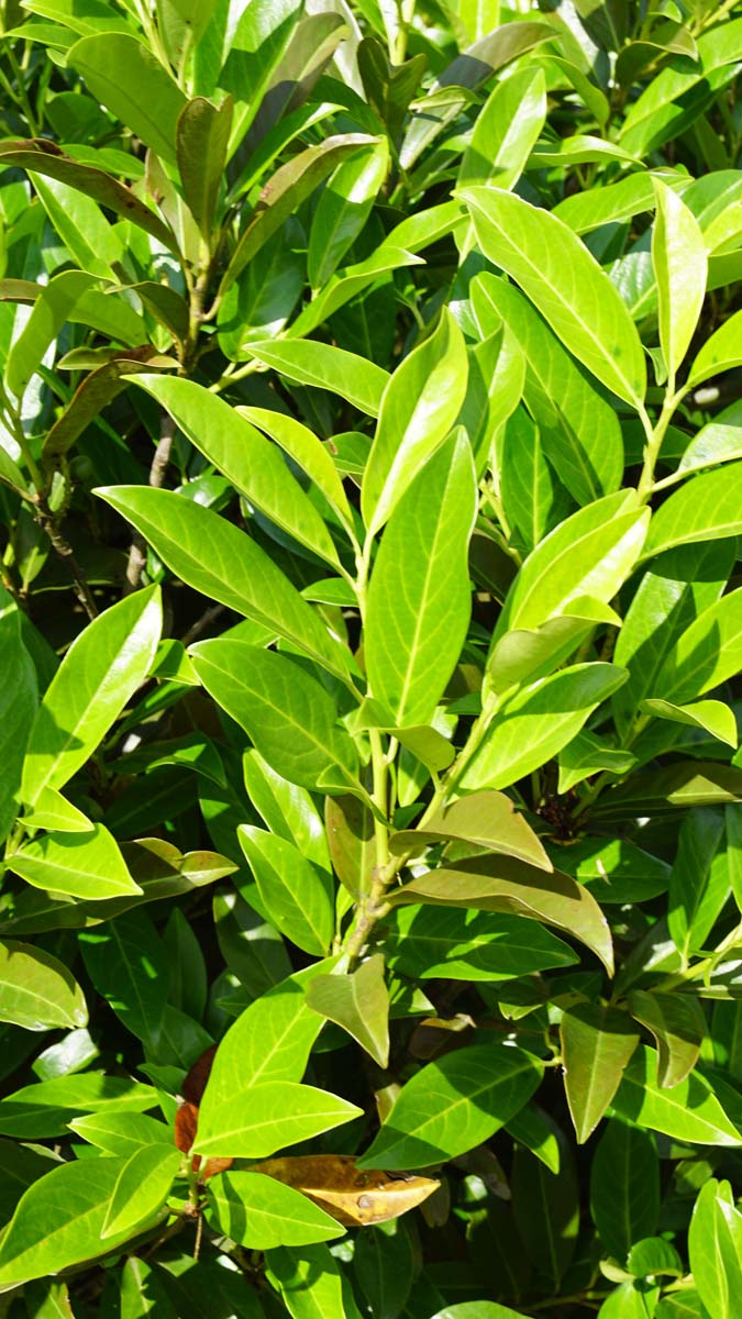 Prunus laurocerasus 'Reynvaanii' Tuinplanten