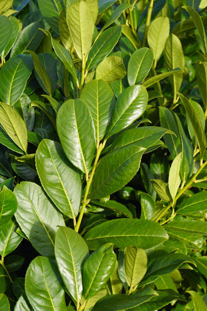 Prunus laurocerasus 'Rotundifolia' solitair