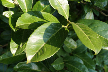 Prunus laurocerasus 'Rotundifolia' solitair