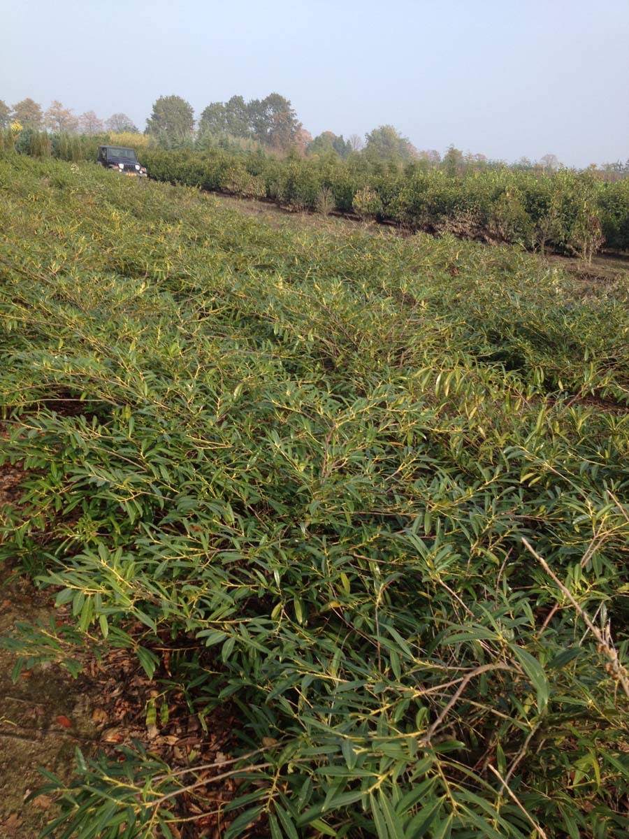 Prunus laurocerasus 'Zabeliana'