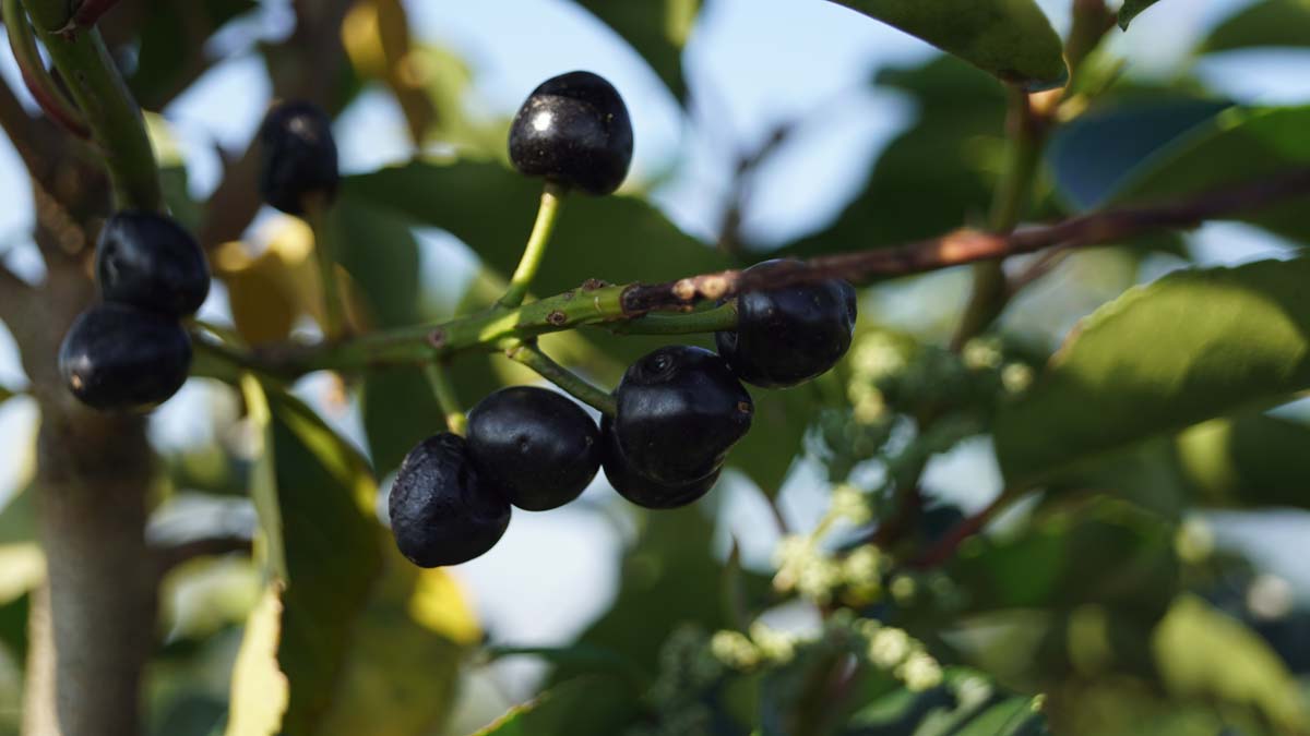 Prunus lusitanica leiboom