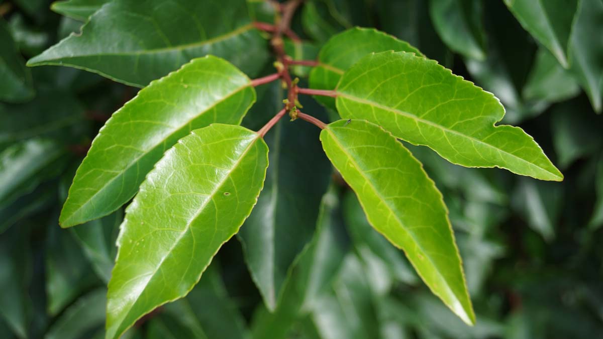 Prunus lusitanica leiboom