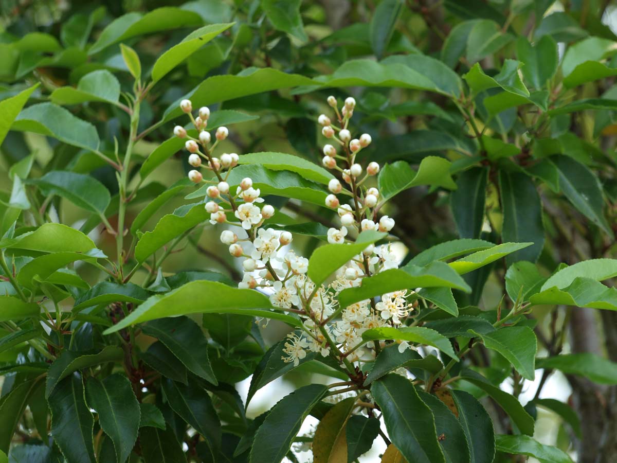 Prunus lusitanica leiboom