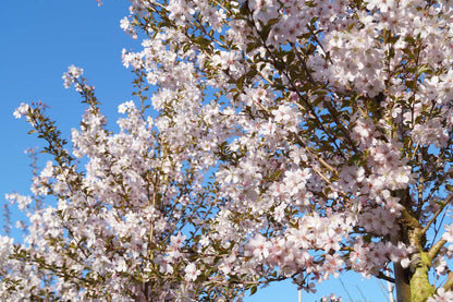 Prunus 'Pandora' op stam bloem