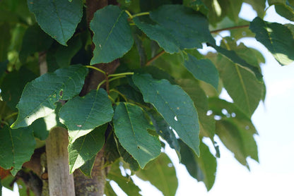 Prunus padus solitair blad