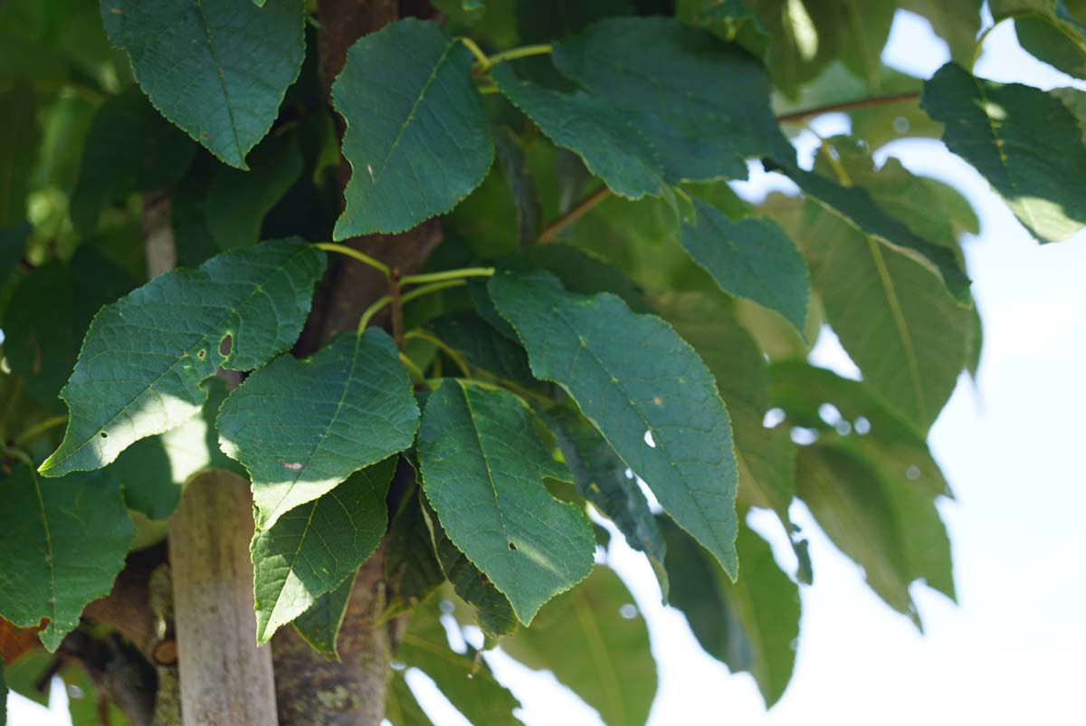 Prunus padus haagplant blad