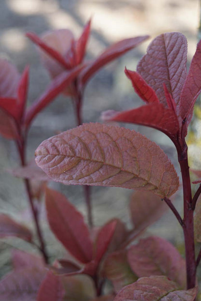 Prunus padus 'Colorata' op stam