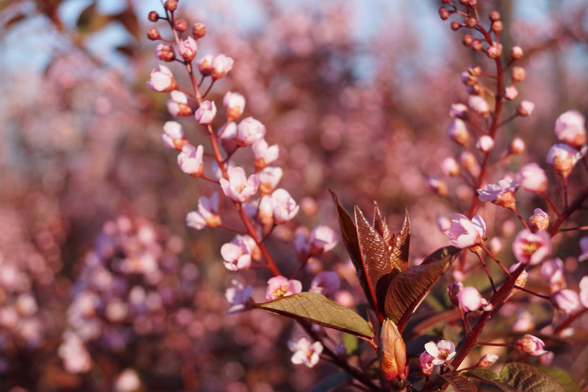 Prunus padus 'Colorata' op stam