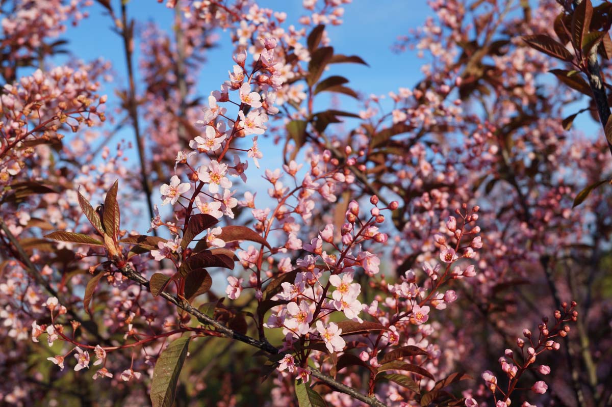 Prunus padus 'Colorata' op stam