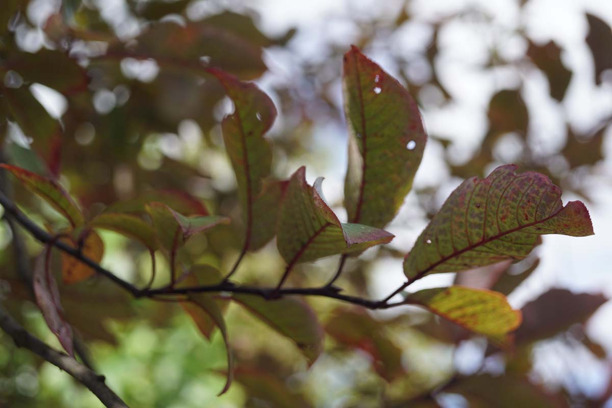 Prunus padus 'Colorata' op stam