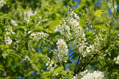 Prunus padus 'Watereri' op stam