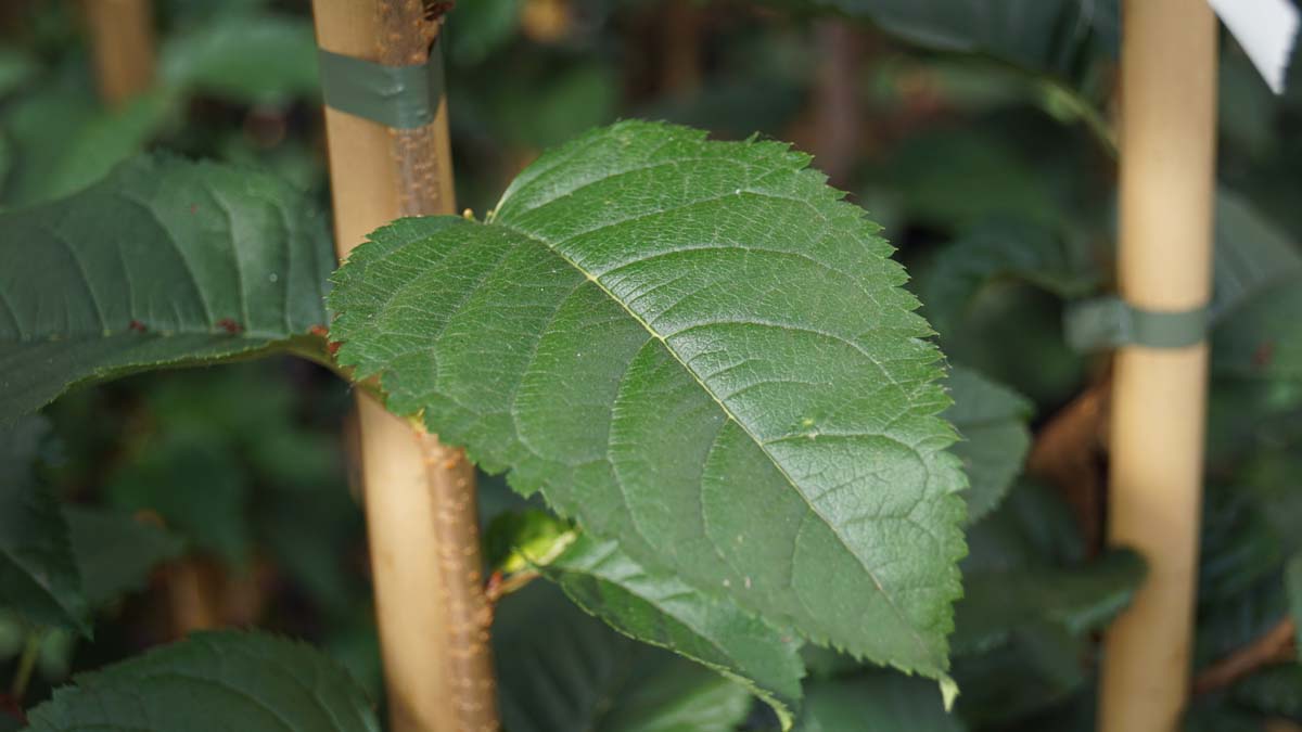 Prunus 'Spire' leiboom