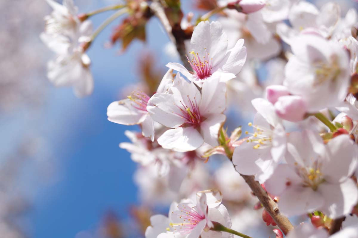 Prunus sargentii 'Rancho' meerstammig / struik bloem