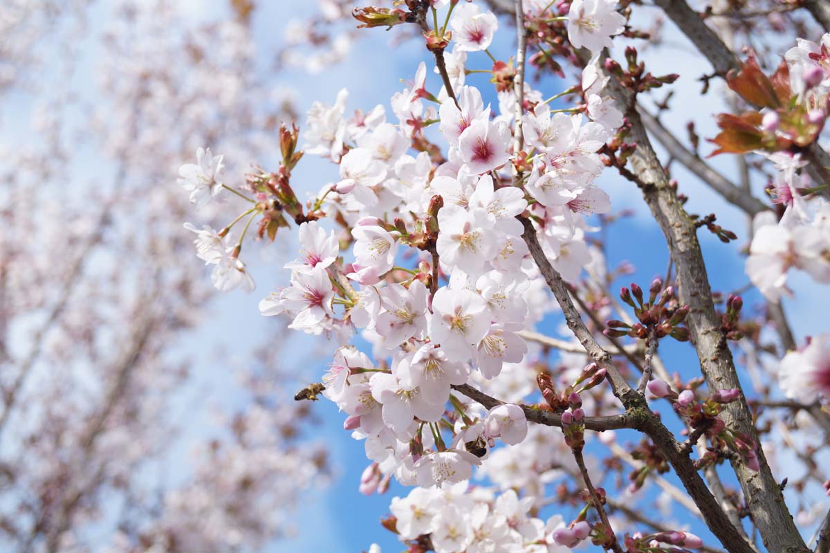 Prunus sargentii 'Rancho' meerstammig / struik bloesem