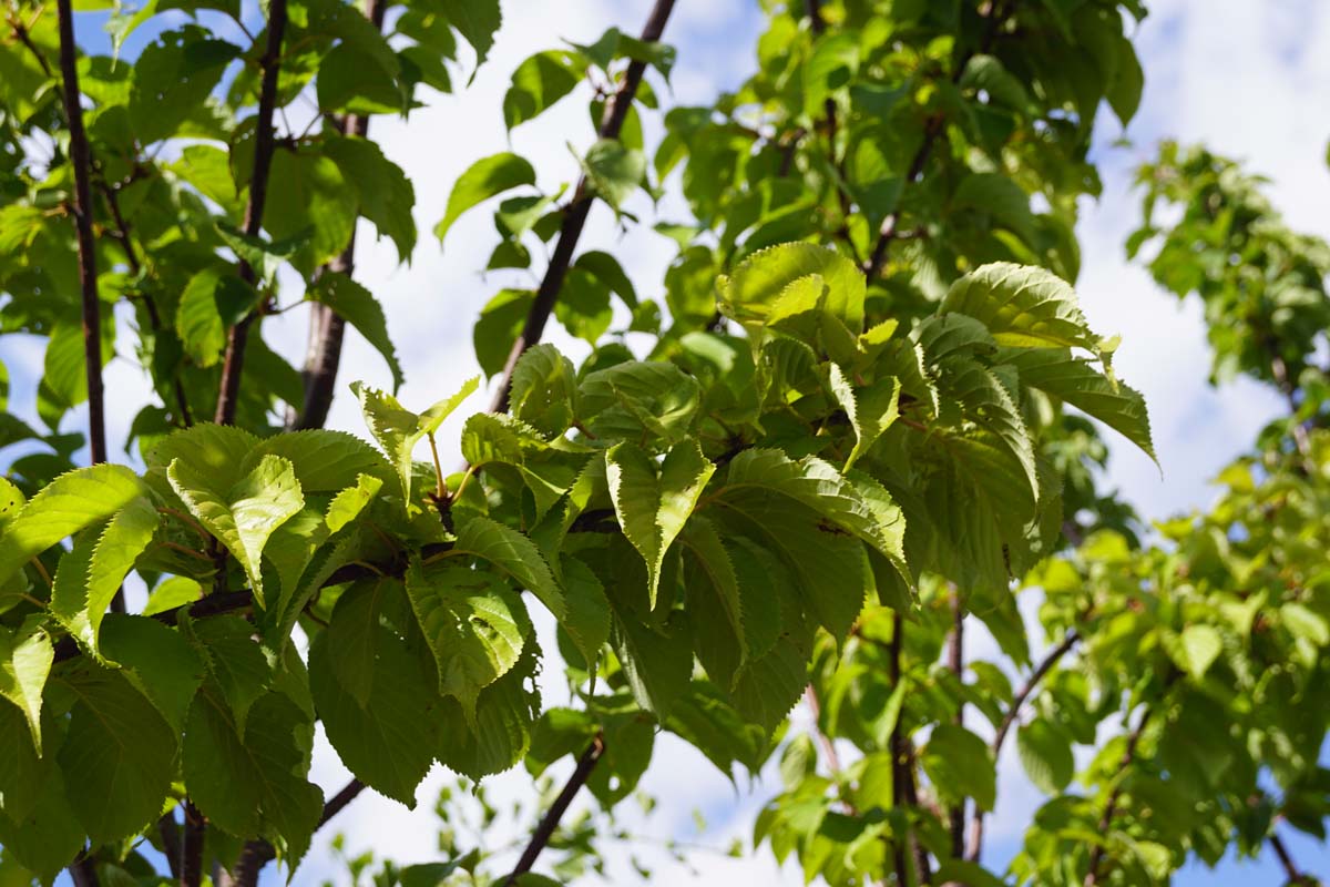 Prunus sargentii 'Rancho' Tuinplanten twijg