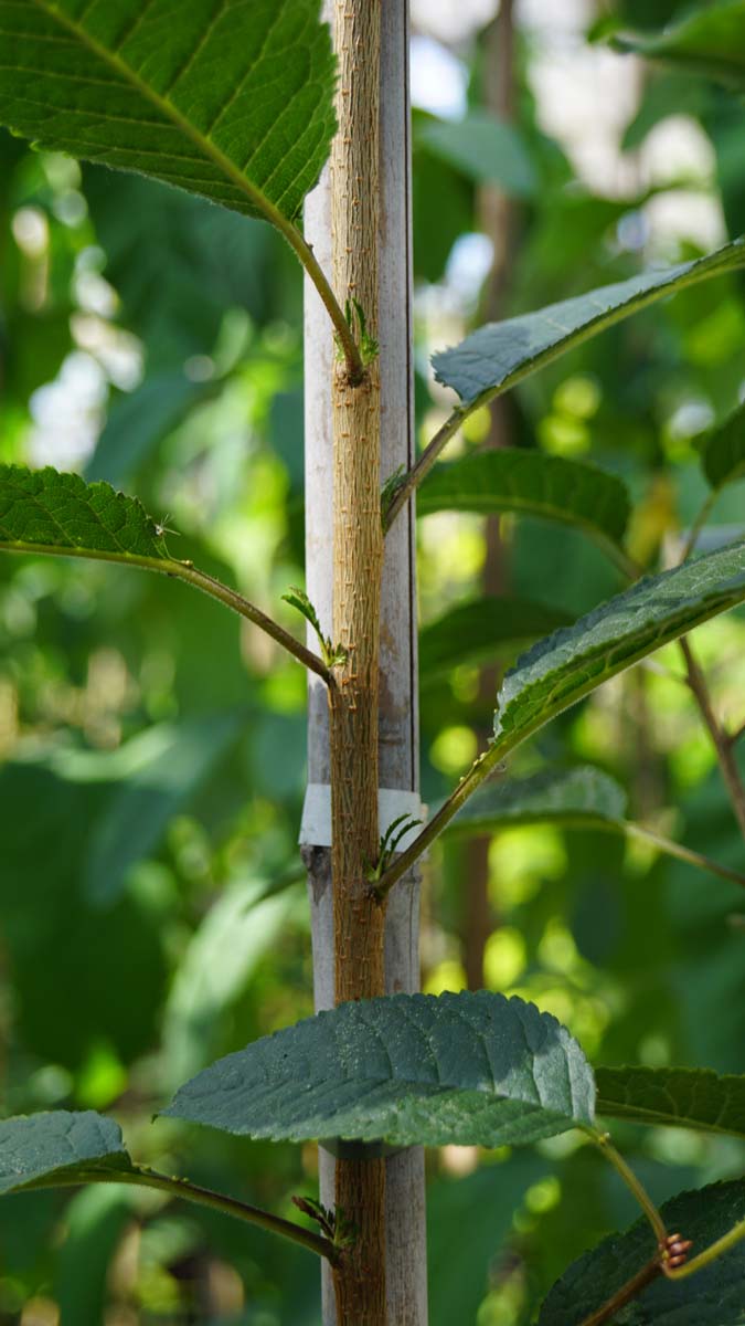 Prunus schmittii op stam stam