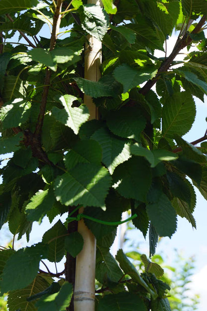 Prunus schmittii op stam stam