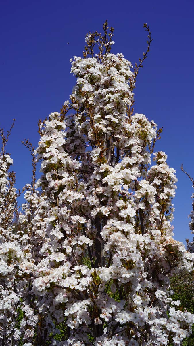 Prunus serrulata 'Amanogawa' solitair bloesem