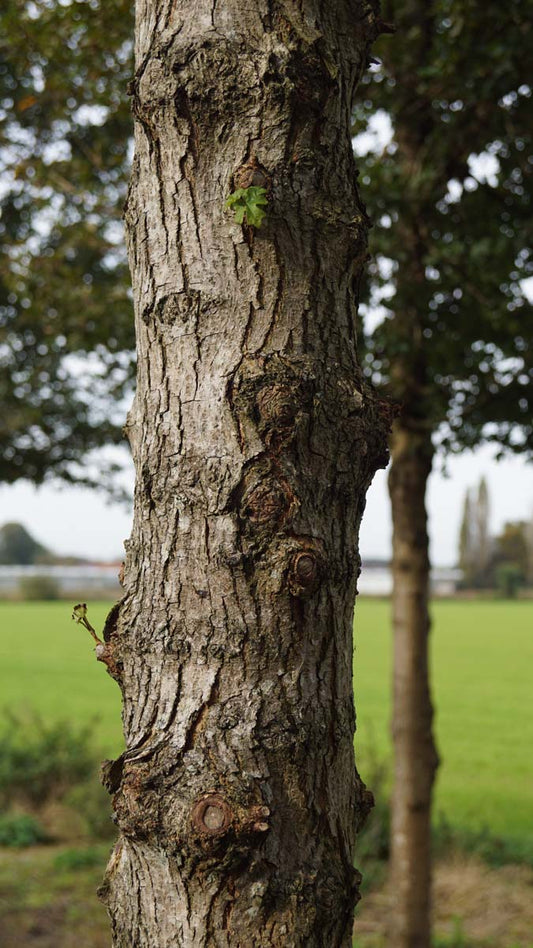 Acer campestre 'Elsrijk' leiboom bast