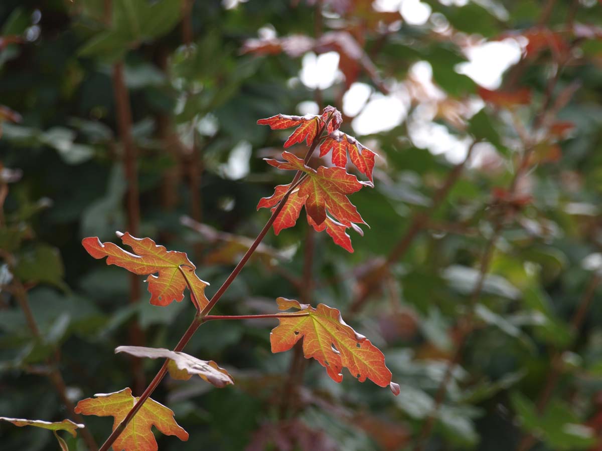 Acer campestre 'Red Shine' op stam