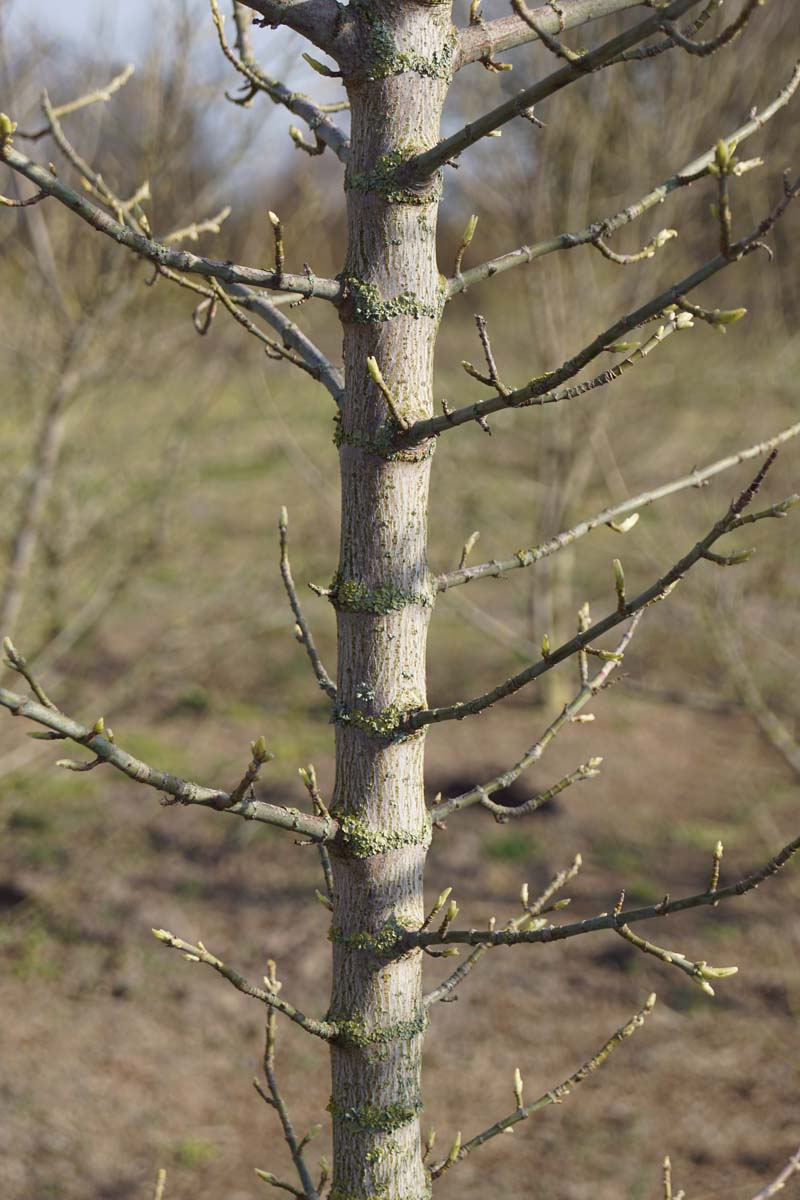 Acer negundo 'Flamingo' meerstammig / struik