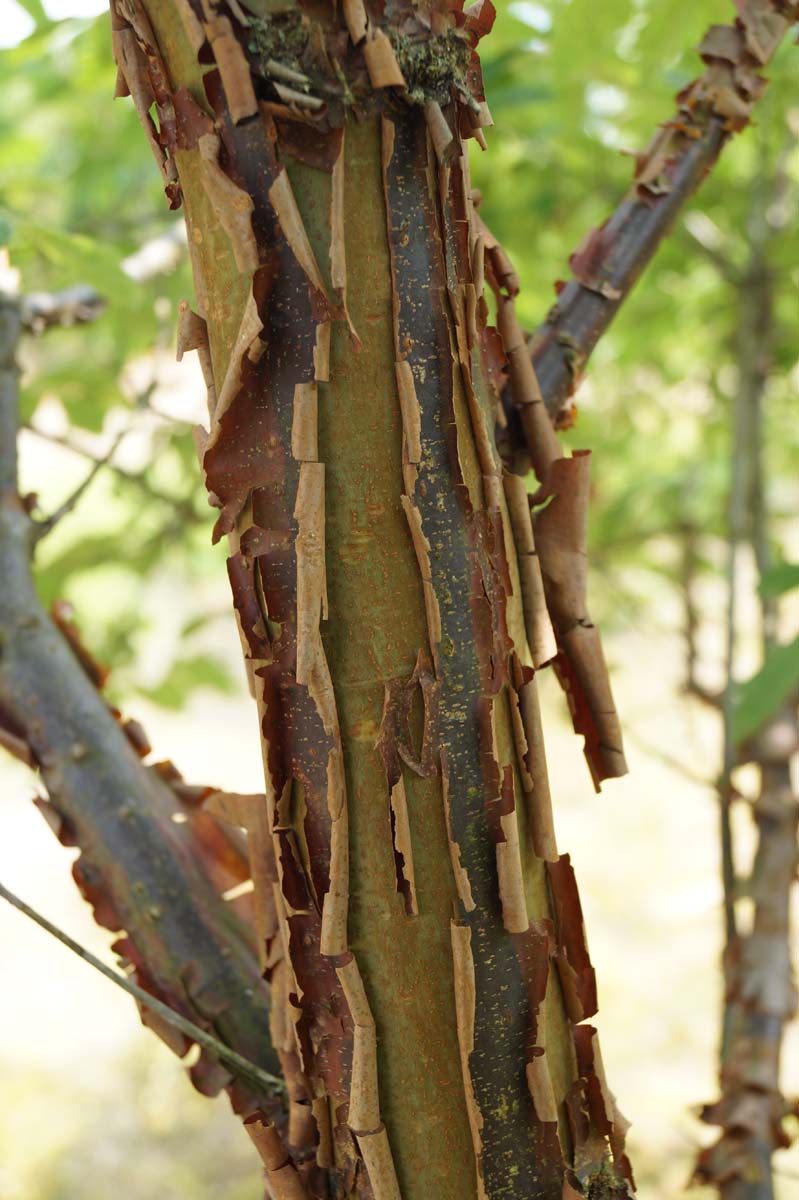 Acer griseum op stam stam